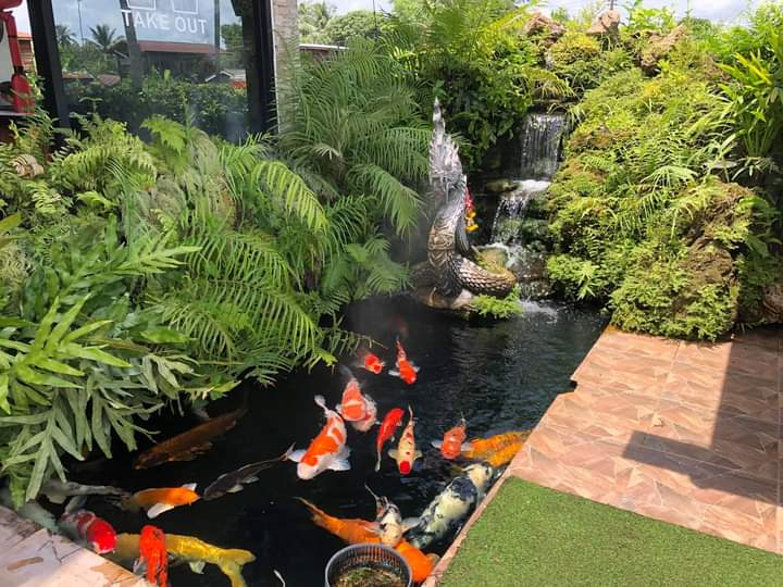 Về Koi Phong Thủy